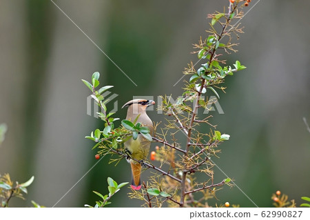Hirenjak came to eat Pyracantha nuts Hirenjak came to eat Pyracantha nuts 62990827