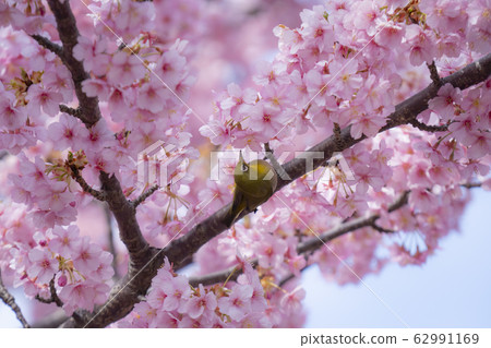 櫻花和可愛的白眼 櫻花和可愛的白眼 62991169