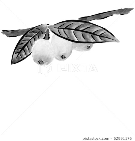 帶枝葉的枇杷單色插圖（水墨手繪插圖） 62991176