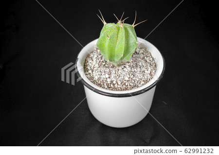 Cactus Cactus 62991232