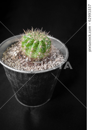 Cactus Kinseimaru 62991837