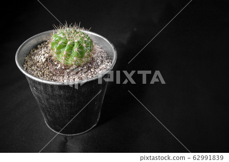 Cactus Kinseimaru 62991839