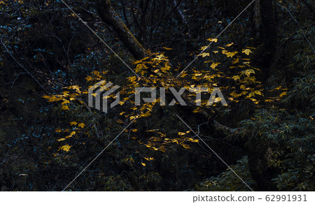 Orange autumn leaves on branches Orange autumn leaves on branches 62991931