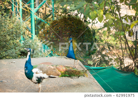 Beautiful peacock. Peacock showing its tail, 62991975
