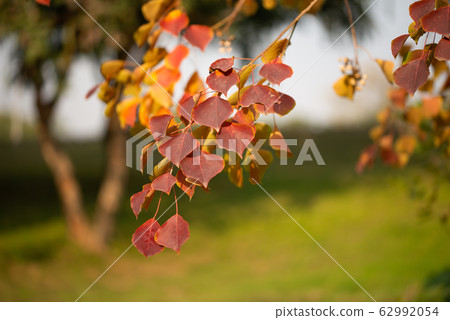 Season of beautiful autumn leaves 62992054