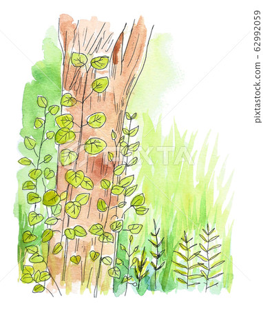 Ivy, tree, grass 62992059