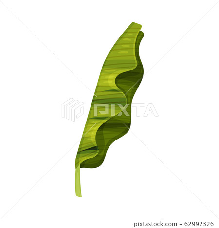 Bright Green Curved Banana Leaf with Cross Veins Vector Illustration Bright Green Curved Banana Leaf with Cross Veins Vector Illustration 62992326