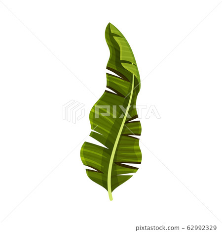 Bright Green Curved Banana Leaf with Cross Veins Vector Illustration Bright Green Curved Banana Leaf with Cross Veins Vector Illustration 62992329