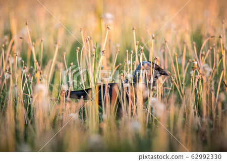 The common raven Corvus corax hiding in grass, also known as the northern raven, all-black passerine bird. A raven is one of several larger-bodied species of the genus Corvus. The common raven Corvus corax hiding in grass, also known as the northern raven, all-black passerine bird. A raven is one of several larger-bodied species of the genus Corvus. 62992330