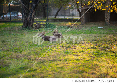 Deers are sitting and resting in the park in the Deers are sitting and resting in the park in the 62992354