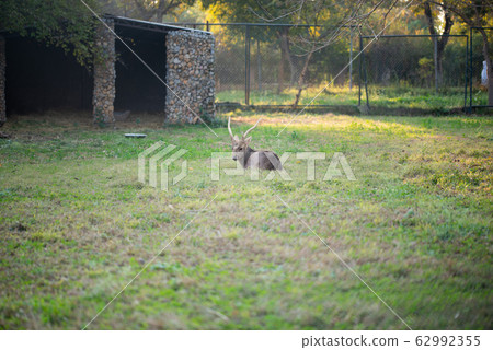 Deer sitting and resting in the park in the zoo Deer sitting and resting in the park in the zoo 62992355