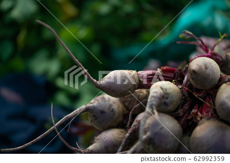 Fresh harvested beetroots, homegrown organic Fresh harvested beetroots, homegrown organic 62992359