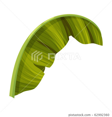 Bright Green Curved Banana Leaf with Cross Veins Vector Illustration Bright Green Curved Banana Leaf with Cross Veins Vector Illustration 62992360