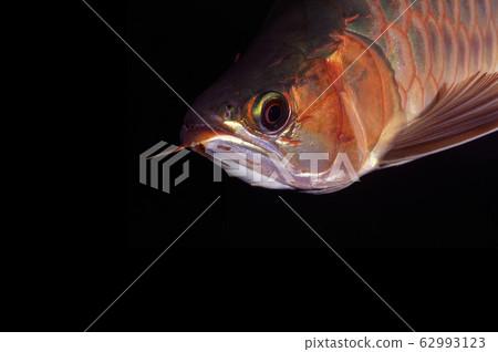 金龍魚了 62993123