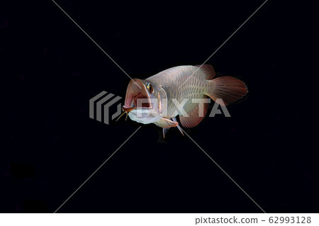 Yawn of fish Asia arowana Yawn of fish Asia arowana 62993128