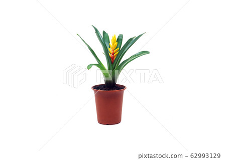 Inko Ananas Inko Ananas 62993129