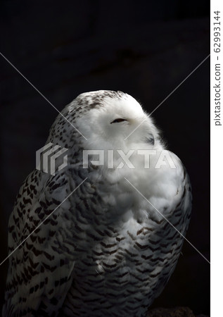 白貓頭鷹 62993144
