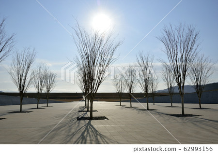 Winter grove Winter grove 62993156