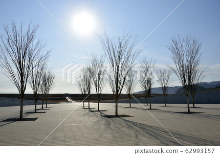 Winter grove Winter grove 62993157