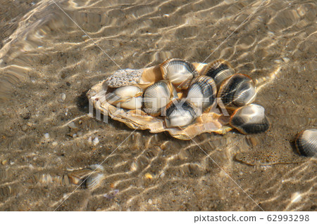 Common cockles, edible saltwater clams, underwater Common cockles, edible saltwater clams, underwater 62993298