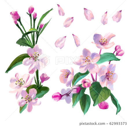Sakura real illustration 62993373