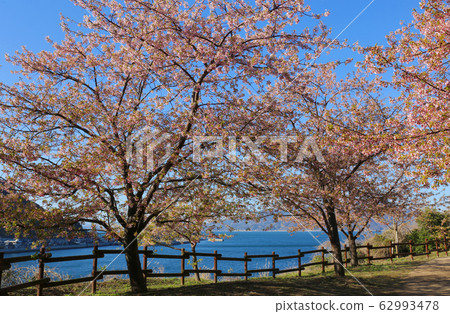 Kawazu cherry blossoms and the sea Kawazu cherry blossoms and the sea 62993478