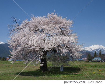 Spring @ in the Northern Alps Spring @ in the Northern Alps 62993654