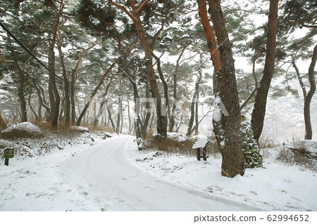 Millennium Forest Road, Winter Pine 62994652