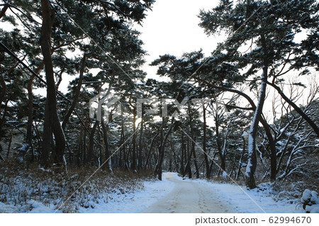 Millennium Forest Road, Winter Pine Millennium Forest Road, Winter Pine 62994670