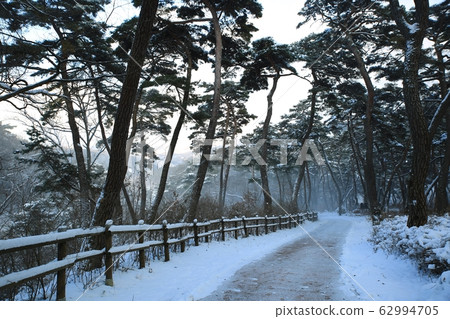 Millennium Forest Road, Winter Pine 62994705