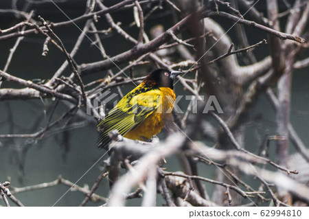 Close-up, attractive Black-headed Weaver, Ploceus cucullatus, male starting to build its nest by weaving grasses, on twig with fiber in beak against brown twig background Close-up, attractive Black-headed Weaver, Ploceus cucullatus, male starting to build its nest by weaving grasses, on twig with fiber in beak against brown twig background 62994810