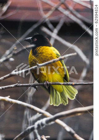 Close-up, attractive Black-headed Weaver, Ploceus cucullatus, male starting to build its nest by weaving grasses, on twig with fiber in beak against brown twig background Close-up, attractive Black-headed Weaver, Ploceus cucullatus, male starting to build its nest by weaving grasses, on twig with fiber in beak against brown twig background 62994814