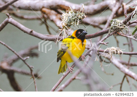 Close-up, attractive Black-headed Weaver, Ploceus cucullatus, male starting to build its nest by weaving grasses, on twig with fiber in beak against brown twig background Close-up, attractive Black-headed Weaver, Ploceus cucullatus, male starting to build its nest by weaving grasses, on twig with fiber in beak against brown twig background 62994825