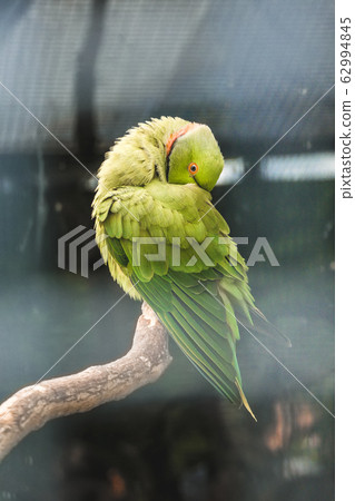 Beautiful Green Parrot with vibrant plumage Soft Focus eating Beautiful Green Parrot with vibrant plumage Soft Focus eating 62994845