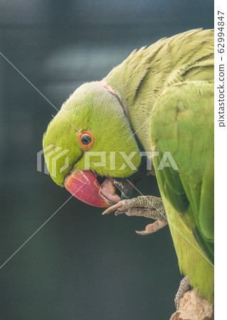 Beautiful Green Parrot with vibrant plumage Soft Focus eating Beautiful Green Parrot with vibrant plumage Soft Focus eating 62994847