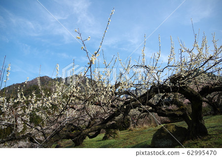 Kawauri Ume no Sato 62995470