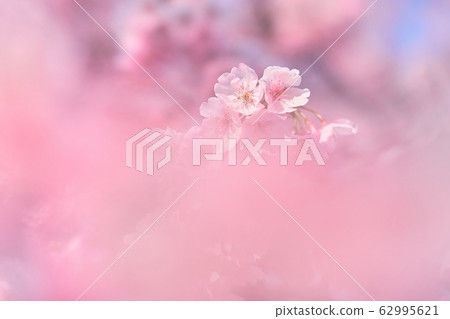 Cherry tree 1 Cherry tree 1 62995621