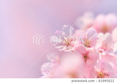 Sakura 2 Sakura 2 62995622