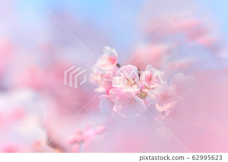 櫻花3 櫻花3 62995623