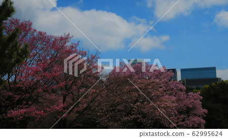 櫻花 櫻花 62995624