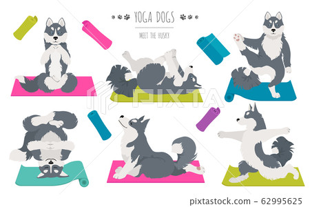 Yoga dogs poses and exercises. Siberian husky and Yoga dogs poses and exercises. Siberian husky and 62995625
