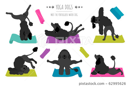Yoga dogs poses and exercises poster design. Yoga dogs poses and exercises poster design. 62995626