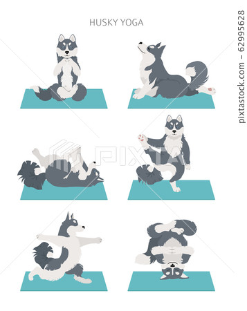 Yoga dogs poses and exercises. Siberian husky and Yoga dogs poses and exercises. Siberian husky and 62995628