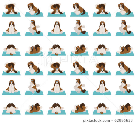 Yoga dogs poses and exercises poster design. Shih Yoga dogs poses and exercises poster design. Shih 62995633