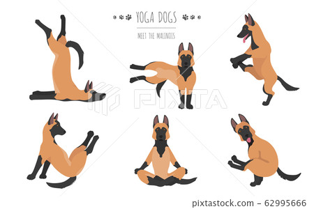 Yoga dogs poses and exercises poster design. Yoga dogs poses and exercises poster design. 62995666