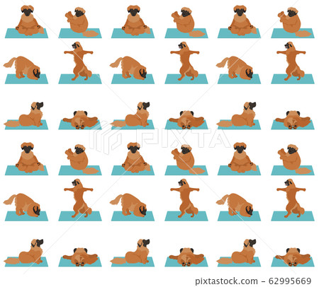 Yoga dogs poses and exercises poster design. Yoga dogs poses and exercises poster design. 62995669