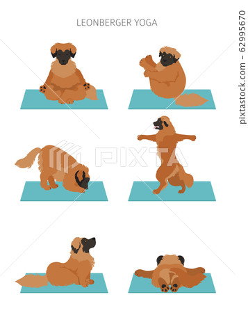 Yoga dogs poses and exercises poster design. Yoga dogs poses and exercises poster design. 62995670