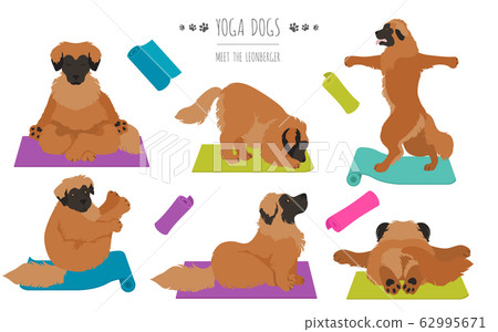 Yoga dogs poses and exercises poster design. Yoga dogs poses and exercises poster design. 62995671