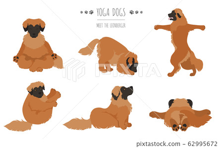 Yoga dogs poses and exercises poster design. Yoga dogs poses and exercises poster design. 62995672