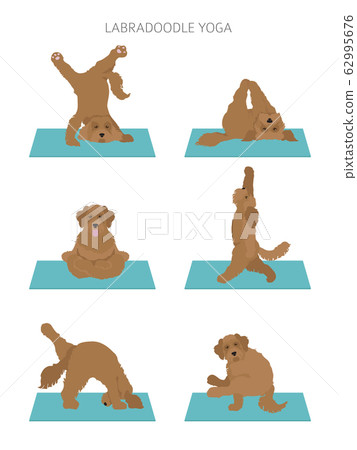 Yoga dogs poses and exercises poster design. 62995676